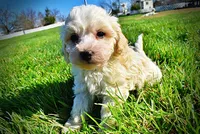 Nash, a male Havanese and Poodle - Toy  for sale in Marshfield, MO – Photo 10 of 10