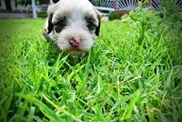 Sadie, a female Havanese and Poodle - Toy  for sale in Marshfield, MO – 8 of 10