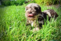 Heavenly, a female Havanese and Poodle - Toy  for sale in Marshfield, MO – 3 of 10