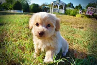 Loki, a male Havapoo for sale in Marshfield, MO – 7 of 10
