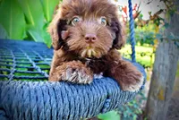 Emily, a female Havanese and Poodle - Toy  for sale in Marshfield, MO – 2 of 9