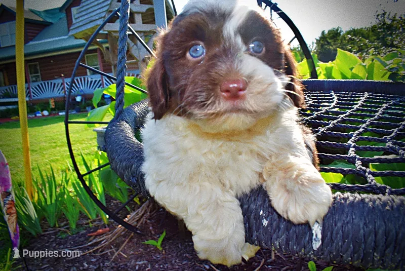 Teddy-SUMMER SALE!!  $100 off listed price!! – Havanese, Poodle - Toy  puppy for sale in Marshfield, MO