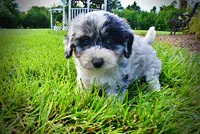 Bluebelle, a female Havanese and Poodle - Toy  for sale in Marshfield, MO – 7 of 9