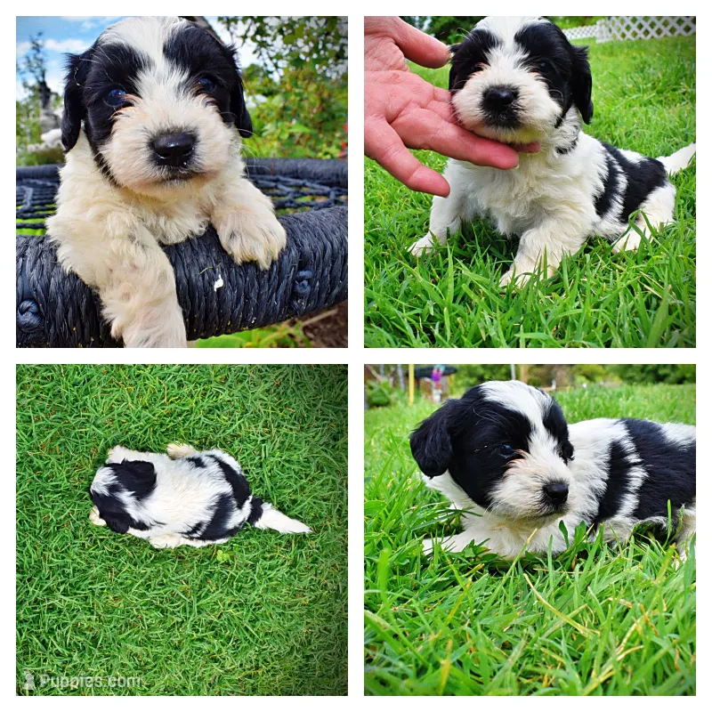 Shadow – Havanese, Poodle - Toy  puppy for sale in Marshfield, MO