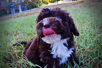 Lucky, a male Havapoo for sale in Marshfield, MO – 10 of 10