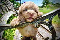 Innocent, a male Havanese and Poodle - Toy  for sale in Marshfield, MO – 2 of 10