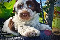 Chippy, a male Havanese and Poodle - Toy  for sale in Marshfield, MO – 6 of 10