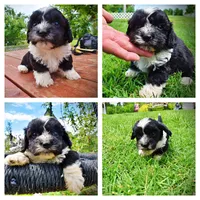 Scout, a male Havanese and Poodle - Toy  for sale in Marshfield, MO – 1 of 9
