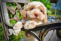 Juliet-LABOR DAY SALE-TAKE $100 OFF!!!, a female Havanese and Havapoo for sale in Marshfield, MO – 2 of 9