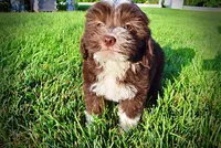 Emma, a female Havanese and Poodle - Toy  for sale in Marshfield, MO – 4 of 10