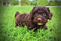 Vader, a male Havanese and Poodle - Toy  for sale in Marshfield, MO – 6 of 9