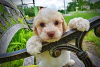 Angel, a female Havanese and Poodle - Toy  for sale in Marshfield, MO – 3 of 8