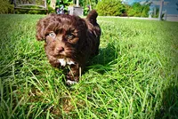 Cookie, a female Havanese and Poodle - Toy  for sale in Marshfield, MO – 6 of 9