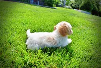 Ashley, a female Havanese and Poodle - Toy  for sale in Marshfield, MO – 6 of 9