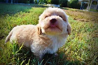 Loki, a male Havapoo for sale in Marshfield, MO – 10 of 10