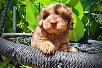 Ironman, a male Havanese and Poodle - Toy  for sale in Marshfield, MO – 3 of 10