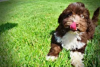 Baxter-PENDING SALE!, a male Havanese and Poodle - Toy  for sale in Marshfield, MO – 4 of 10