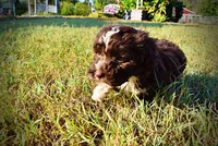 Levi, a male Havapoo for sale in Marshfield, MO – 8 of 10