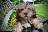 Fancy, a female Havanese and Poodle - Toy  for sale in Marshfield, MO – 4 of 10