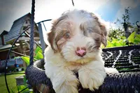 Simba-SUMMER SALE!!  $100 off listed price!!, a male Havanese and Poodle - Toy  for sale in Marshfield, MO – 2 of 9
