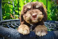 Epic, a male Havanese and Poodle - Toy  for sale in Marshfield, MO – 4 of 10