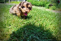 Ironman, a male Havanese and Poodle - Toy  for sale in Marshfield, MO – 5 of 10