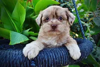 Marbles, a female Havapoo for sale in Marshfield, MO – 2 of 10