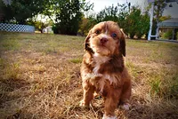 Murphy, a male Havapoo for sale in Marshfield, MO – 4 of 10