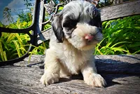 Skye-SUMMER SALE!!  $100 off listed price!!, a female Havanese and Poodle - Toy  for sale in Marshfield, MO – 4 of 10