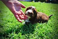 Tootsie, a female Havanese and Poodle - Toy  for sale in Marshfield, MO – 8 of 10