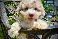 Espresso, a male Havanese and Poodle - Toy  for sale in Marshfield, MO – 9 of 10