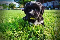 Introducing Taz! -SUMMER SALE!! $100 off listed price!!, a male Havanese and Poodle - Toy  for sale in Marshfield, MO – 8 of 10