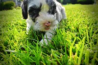 Skye-SUMMER SALE!!  $100 off listed price!!, a female Havanese and Poodle - Toy  for sale in Marshfield, MO – 9 of 10