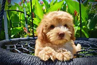 Ella, a female Havanese and Poodle - Toy  for sale in Marshfield, MO – 7 of 9
