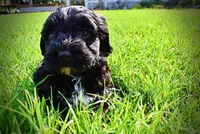 Harmony, a female Havanese and Poodle - Toy  for sale in Marshfield, MO – 10 of 10