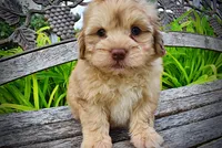 Presto-MEMORIAL DAY SALE-$150 OFF!!, a male Havanese and Poodle - Toy  for sale in Marshfield, MO – 4 of 10