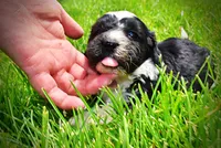 Savvy, a female Havanese and Poodle - Toy  for sale in Marshfield, MO – 5 of 9