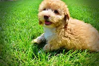 Ella, a female Havanese and Poodle - Toy  for sale in Marshfield, MO – 3 of 9