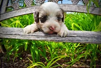 Sadie, a female Havanese and Poodle - Toy  for sale in Marshfield, MO – 3 of 10