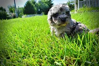 Huggles, a male Havanese and Poodle - Toy  for sale in Marshfield, MO – 5 of 10