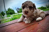 Star, a female Havanese and Poodle - Toy  for sale in Marshfield, MO – 6 of 10