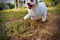 Melody, a female Havapoo for sale in Marshfield, MO – 10 of 10