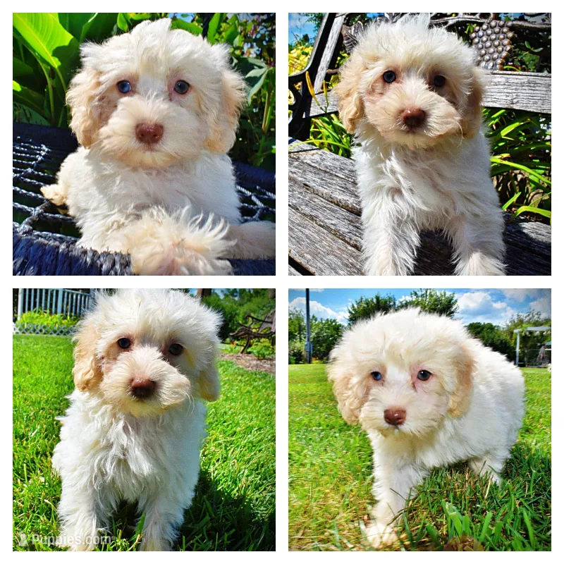 Gabby – Havanese, Poodle - Toy  puppy for sale in Marshfield, MO