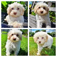 Gabby, a female Havanese and Poodle - Toy  for sale in Marshfield, MO – 1 of 10