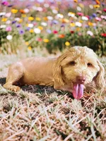 Teddy, a male Havanese and Poodle - Toy  for sale in Marshfield, MO – 10 of 10