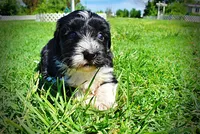 Trixie, a female Havanese and Poodle - Toy  for sale in Marshfield, MO – 7 of 9