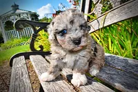 Huggles, a male Havanese and Poodle - Toy  for sale in Marshfield, MO – 2 of 10
