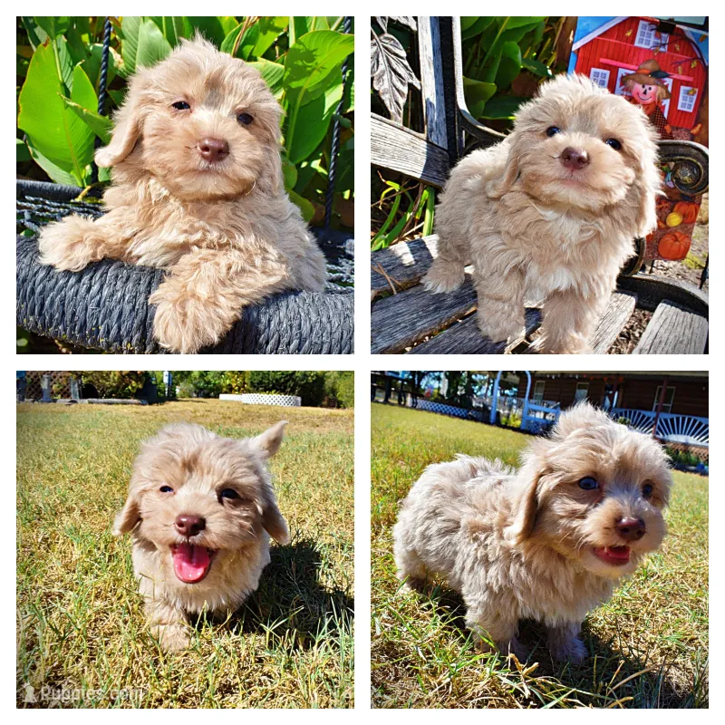 Ozzie – Havapoo puppy for sale in Marshfield, MO
