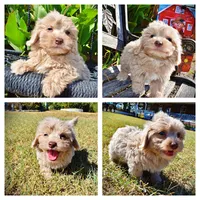 Ozzie, a male Havapoo for sale in Marshfield, MO – 1 of 10