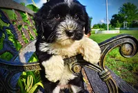 Trixie-SUMMER SALE!!  $100 off listed price!!, a female Havanese and Poodle - Toy  for sale in Marshfield, MO – 4 of 9